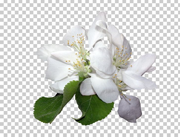 White Flower Petal Color PNG, Clipart, Animaatio, Blossom, Branch, Calice, Color Free PNG Download