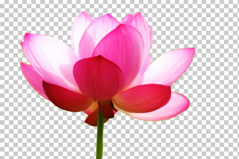 Nymphaea Nelumbo Plant Stem Cut Flowers Bud Cyclamen M PNG, Clipart, Biology, Bud, Closeup, Computer, Cut Flowers Free PNG Download