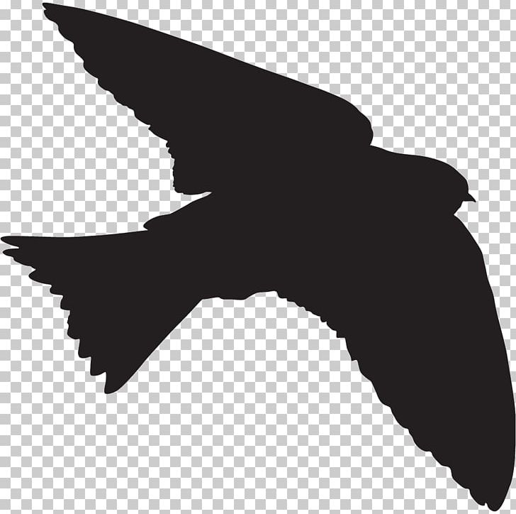 All About Birds American Cliff Swallow Cornell Lab Of Ornithology PNG, Clipart, All About Birds, Animals, Beak, Bird, Bird Nest Free PNG Download