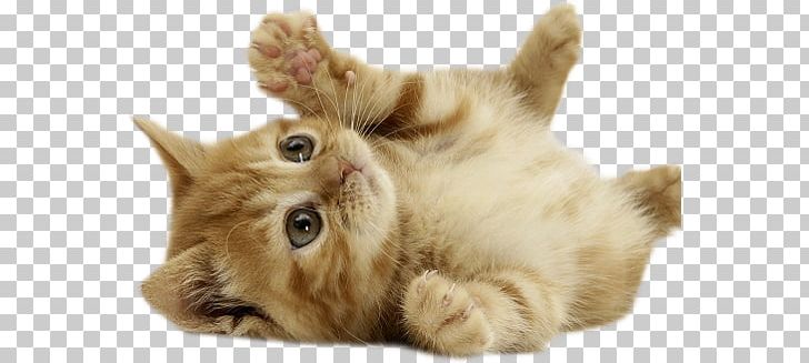 Kitten British Shorthair European Shorthair Cuteness Puppy PNG, Clipart, Animal, Animals, Baby Cat, British Shorthair, Carnivoran Free PNG Download