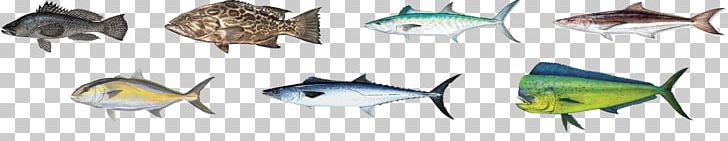 Saltwater Gamefish Of North America Poster Drawing Line Art PNG, Clipart, Art, Artwork, Cartoon, Clip Art, Drawing Free PNG Download