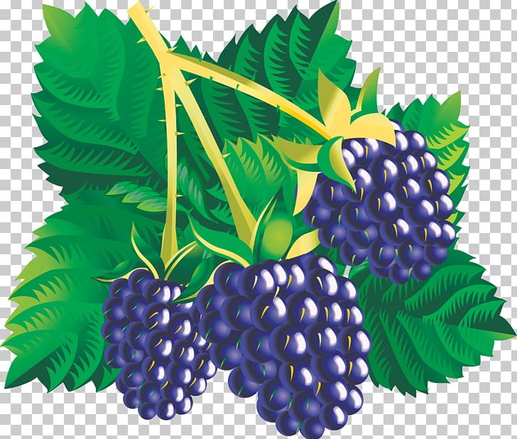 Blackberry Fruit PNG, Clipart, Berry, Bilberry, Blackberry, Boysenberry, Bramble Free PNG Download