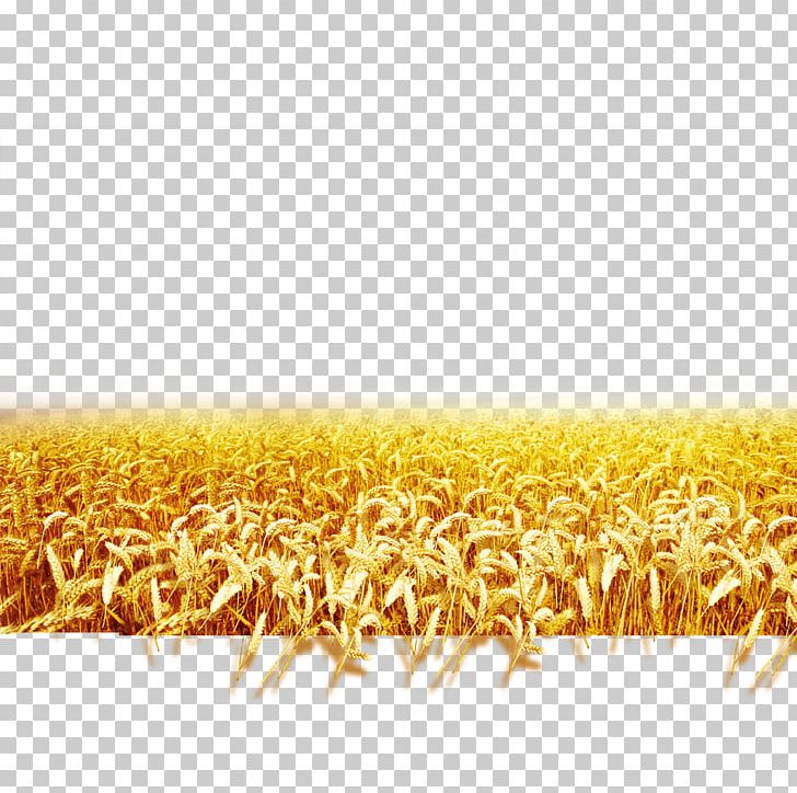 Wheat Landscape PNG, Clipart, Adobe Illustrator, Agriculture, Bumper, Commodity, Crop Free PNG Download