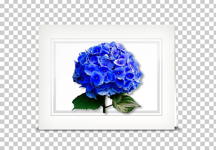 Cut Flowers Hydrangea Blue Rose PNG, Clipart, Blue, Blue Rose, Cobalt Blue, Common Sunflower, Cornales Free PNG Download