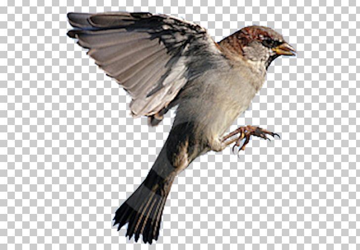 House Sparrow Bird Flight Northern Grey-headed Sparrow Eurasian Tree Sparrow PNG, Clipart, American Sparrows, Animals, Beak, Bird, Bird Dog Free PNG Download