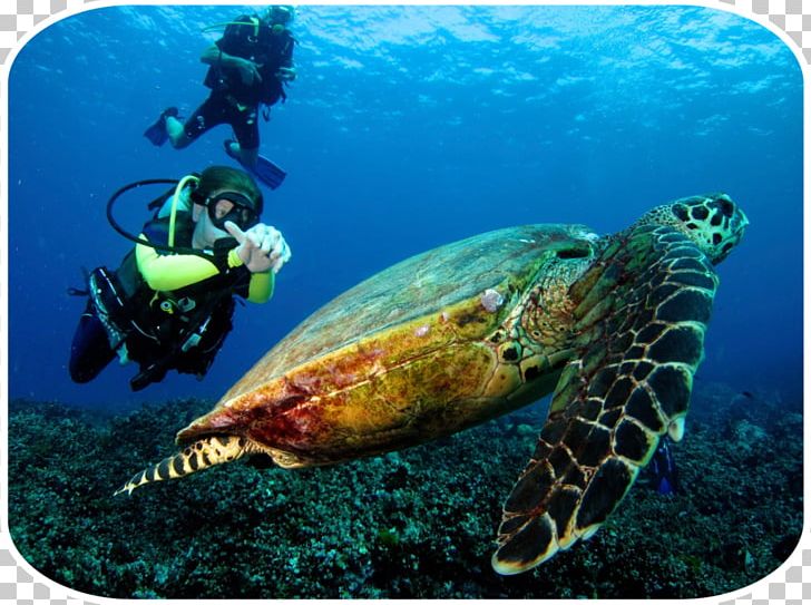 Phuket Province Similan Islands Phi Phi Islands Snorkeling Underwater Diving PNG, Clipart, Beach, Coral Reef, Divemaster, Diving, Hotel Free PNG Download
