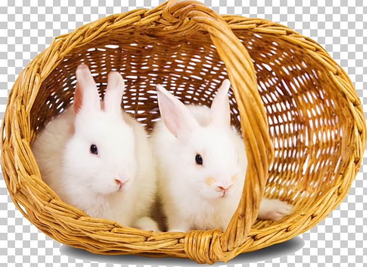 Rabbit High-definition Television PNG, Clipart, 1080p, Animal, Animals, Basket Of Apples, Baskets Free PNG Download