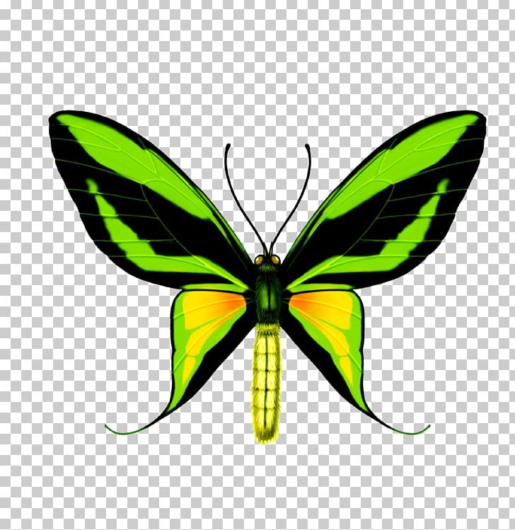 Swallowtail Butterfly Ornithoptera Paradisea Birdwing PNG, Clipart, Arthropod, Brush Footed Butterfly, Butterflies, Butterfly Group, Insects Free PNG Download