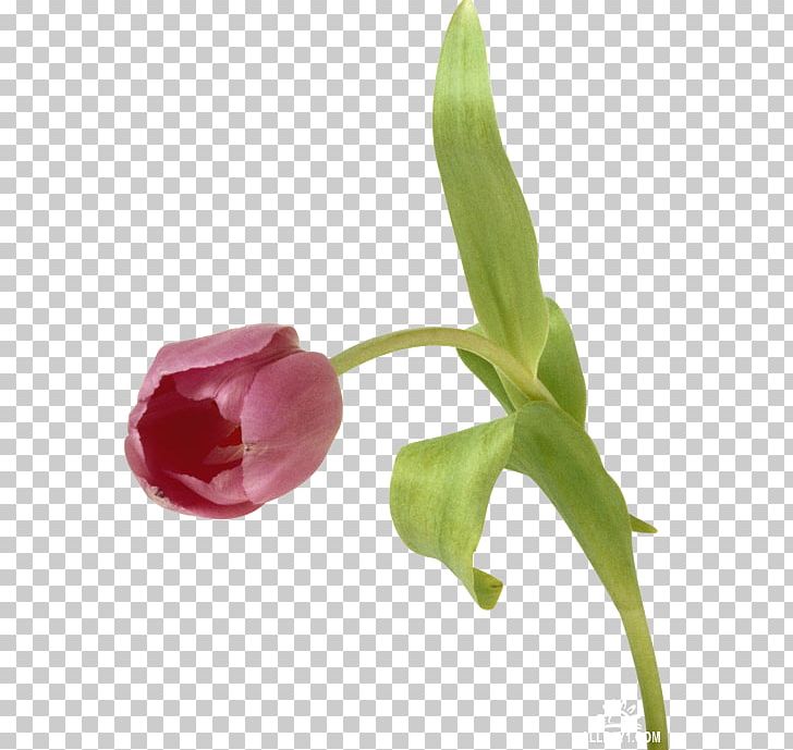 Tulip Flower Digital PNG, Clipart, Animaatio, Arum, Bud, Cut Flowers, Digital Image Free PNG Download