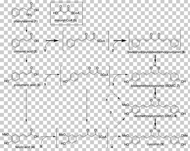 Curcuminoid Turmeric Biosynthesis E100 PNG, Clipart, Angle, Area, Auto Part, Biosynthesis, Black And White Free PNG Download