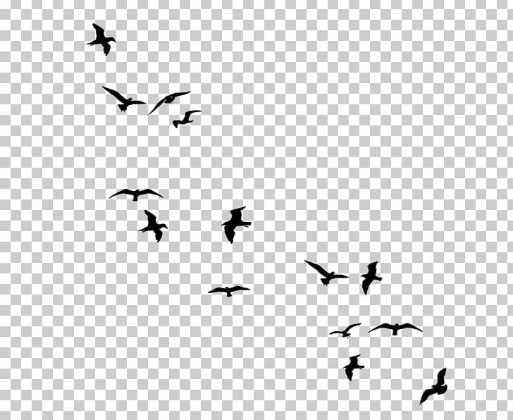 Bird Flight Drawing PNG, Clipart, Animal Migration, Animals, Art, Beak, Bir Free PNG Download