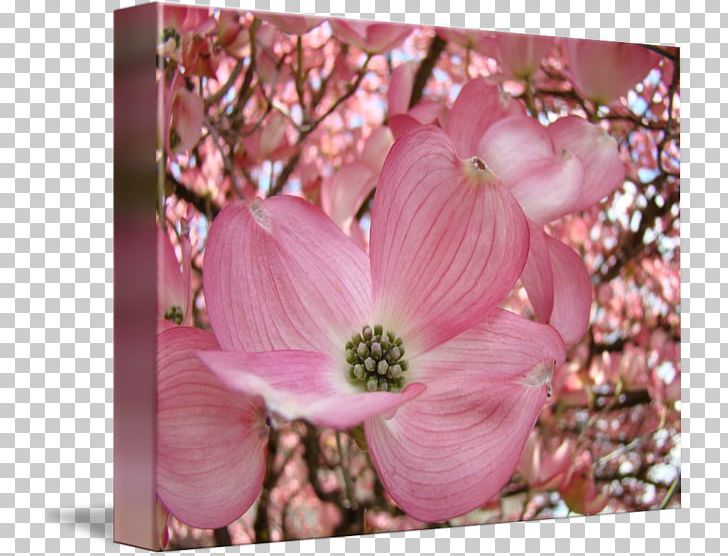 Blossom Flowering Dogwood Tree Pink Flowers PNG, Clipart,  Free PNG Download