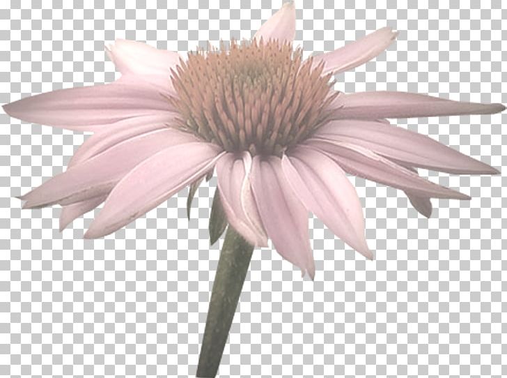 Coneflower Cut Flowers Computer Mouse PNG, Clipart, Cicek, Cicek Resimleri, Computer Mouse, Coneflower, Cut Flowers Free PNG Download