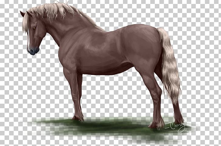 Mane Mustang Stallion Mare Rein PNG, Clipart,  Free PNG Download