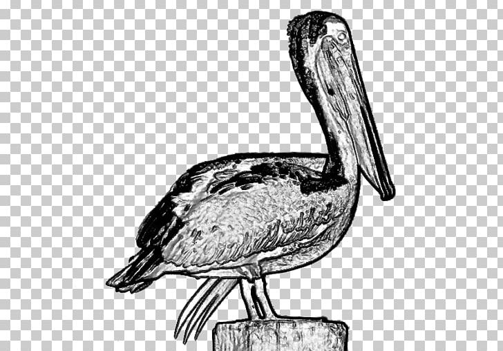 Pelican Bayou Heron Channel Water Bird Gulf Of Mexico PNG, Clipart, Alabama, Anatidae, Beak, Bird, Black And White Free PNG Download