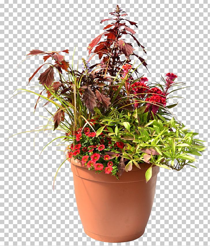 Plant Flowerpot Flower Box Homestead Gardens PNG, Clipart, Annual Plant, Coleus, Flower, Flower Box, Flowerpot Free PNG Download