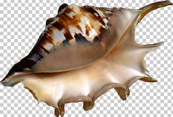 Seashell Conch Sea Snail PNG, Clipart, Animals, Cdr, Computer Icons, Conch, Digital Image Free PNG Download