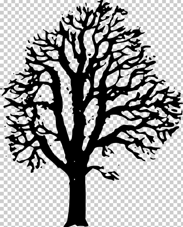 Tree European Horse-chestnut Sweet Chestnut PNG, Clipart, Acorn, Black And White, Branch, Buckeyes, Chestnut Free PNG Download