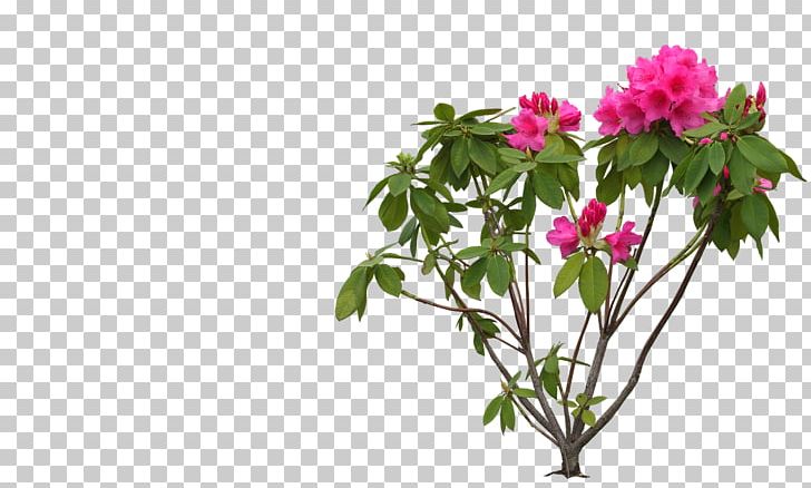 Flower Rhododendron PNG, Clipart, Azalea, Blossom, Branch, Cdr, Clip Art Free PNG Download