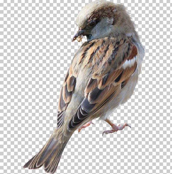 House Sparrow Bird Great Tit PNG, Clipart, Animals, Beak, Bird, Common Raven, Computer Icons Free PNG Download