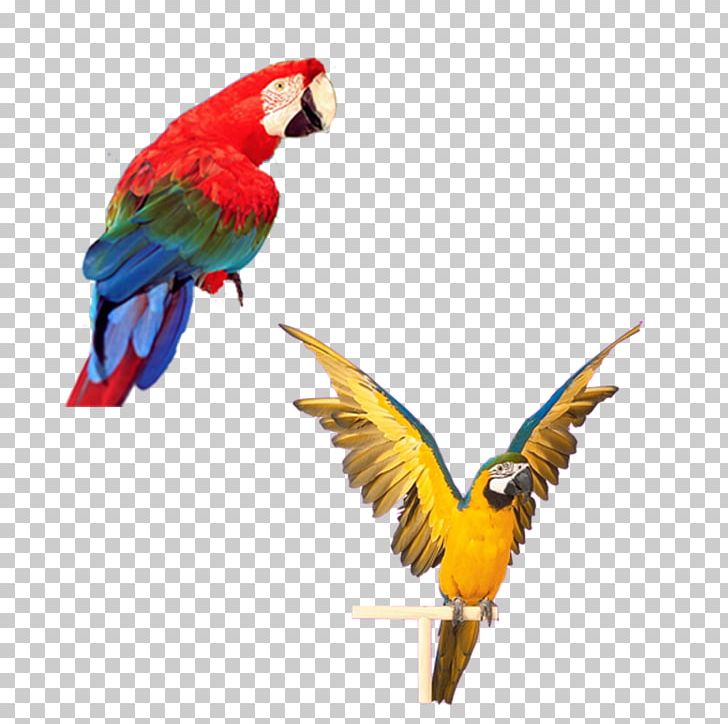 Parrot Bird Computer File PNG, Clipart, Animals, Beak, Bird, Com File, Common Pet Parakeet Free PNG Download