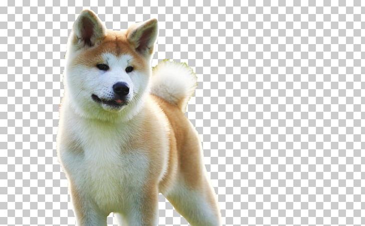 Sakhalin Husky Akita Shikoku Dog Canaan Dog Puppy PNG, Clipart, Akita Inu, Animal, Animals, Black White, Carnivoran Free PNG Download