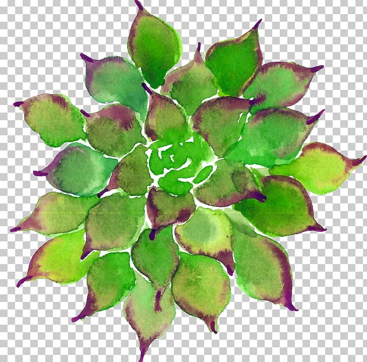 Succulent Plant Leaf Watercolor Painting PNG, Clipart, Branch, Cactaceae, Colored Pencil, Drawing, Euclidean Vector Free PNG Download