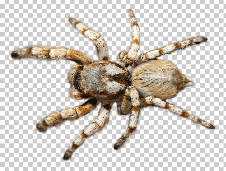 Tarantula Transparency Portable Network Graphics PNG, Clipart, 3d Computer Graphics, Arachnid, Araneus, Arthropod, Computer Graphics Free PNG Download