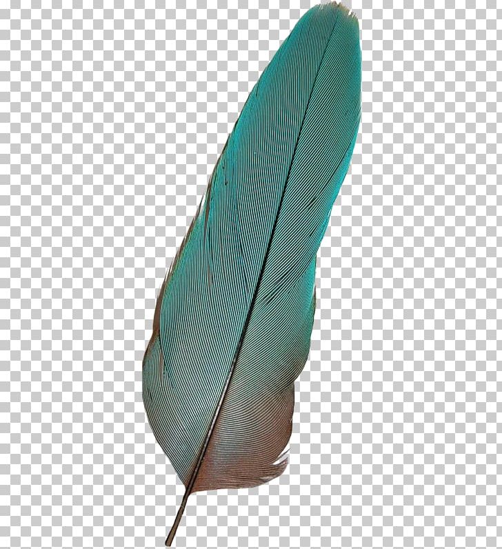 Bird Feather PNG, Clipart, Adobe Illustrator, Animals, Bird, Decoration, Encapsulated Postscript Free PNG Download