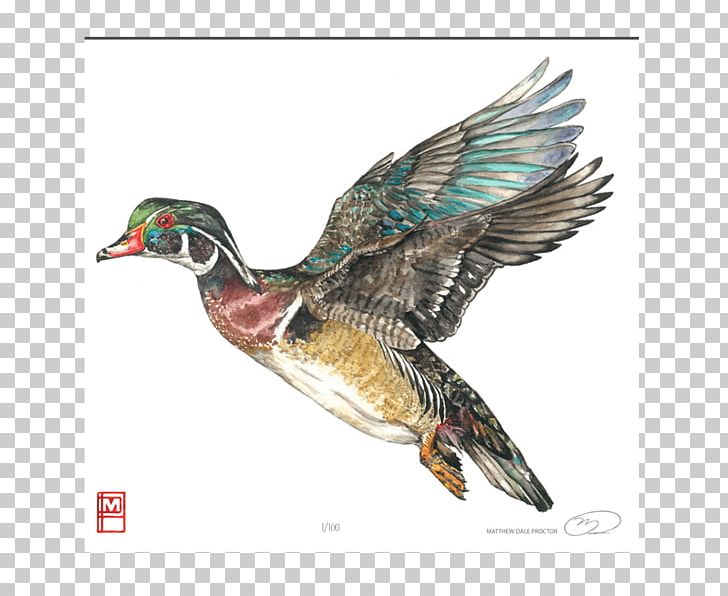 Mallard Goose Wood Duck Bird PNG, Clipart, Aix, Animals, Anseriformes, Art, Beak Free PNG Download