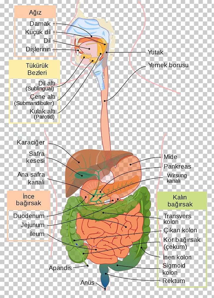 Gastrointestinal Tract Digestion Human Digestive System Large Intestine Medicine PNG, Clipart,  Free PNG Download
