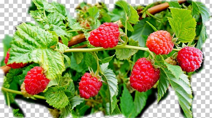 Red Raspberry Varenye Cultivar PNG, Clipart, Berry, Blackcurrant, Disease, Food, Fruit Free PNG Download