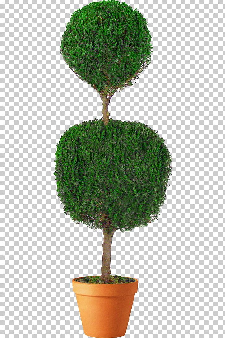 Topiary Tree Arborvitae Box Evergreen PNG, Clipart, Arborvitae, Architectural Engineering, Ball, Bay Laurel, Berry Free PNG Download