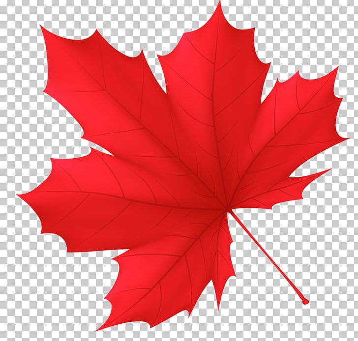 Autumn Leaf Canada PNG, Clipart, Autumn, Autumn Leaf Color, Canada, Flowering Plant, Glitter Free PNG Download