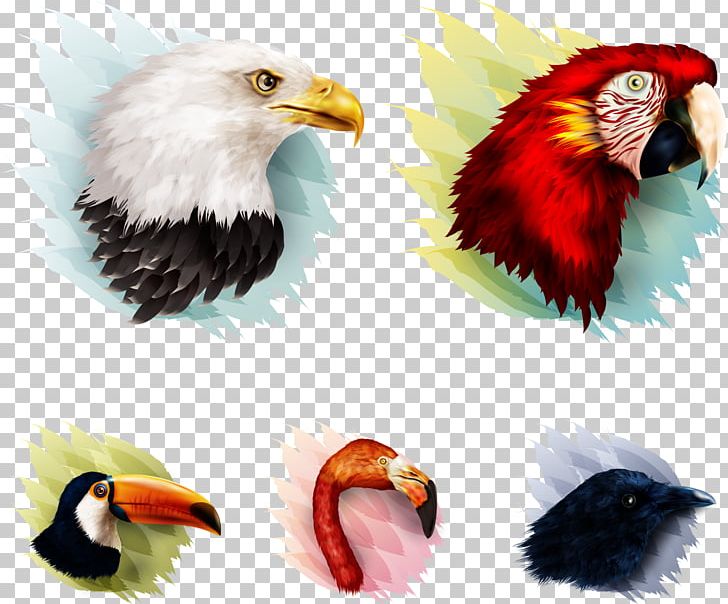 Bird Parrot Eagle PNG, Clipart, Animal Illustration, Animals, Animation, Bird Cage, Birds Free PNG Download