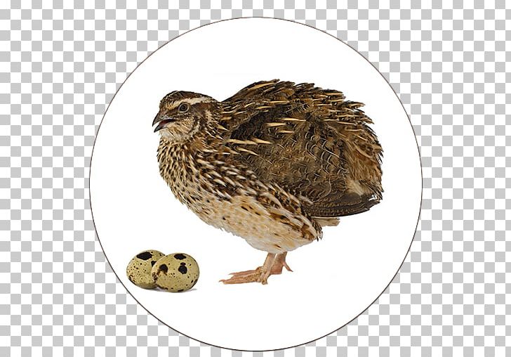 Quail Eggs Chicken Meat Food PNG, Clipart, Animals, Beak, Bird, Chicken, Chicken As Food Free PNG Download