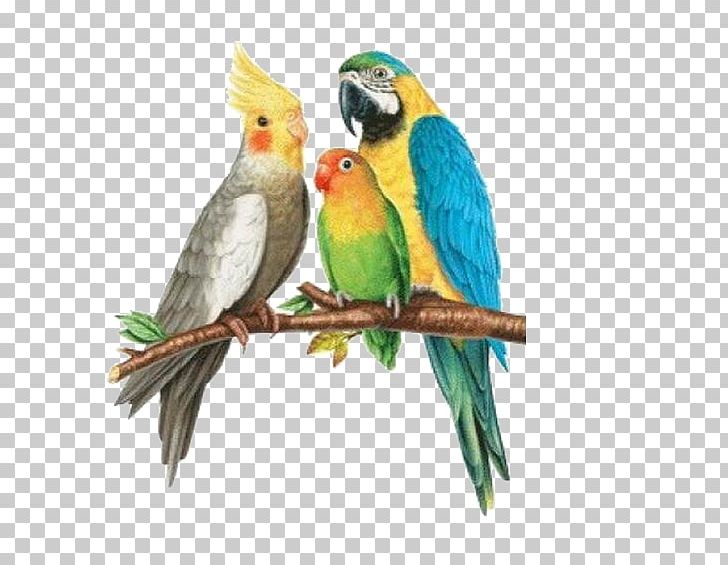 Rosy-faced Lovebird Parrots Budgerigar Cockatoo PNG, Clipart, Animals, Beak, Bird, Birds, Cage Free PNG Download