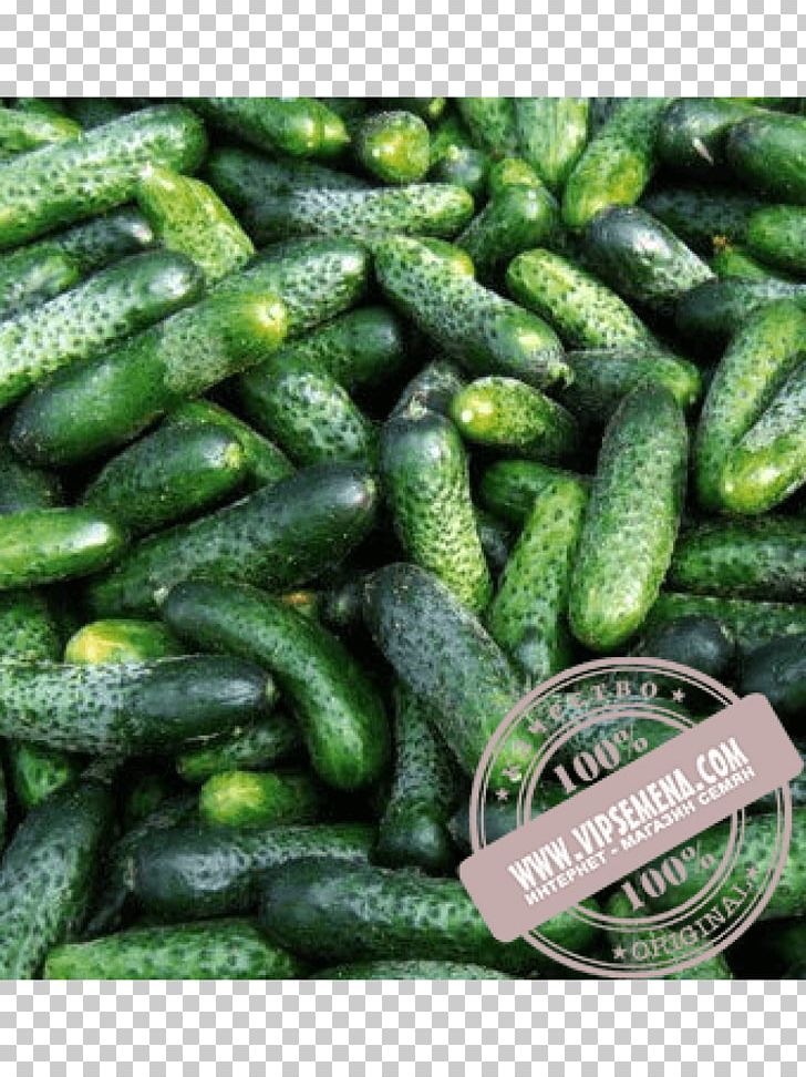Seed Cucumber Price Rijk Zwaan Artikel PNG, Clipart, Artikel, Buyer, Crop Yield, Cucumber, Cucumber Gourd And Melon Family Free PNG Download