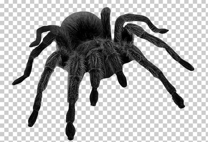 Spider Brown Widow Halloween PNG, Clipart, Arachnid, Arthropod, Black And White, Black House Spider, Brown Widow Free PNG Download