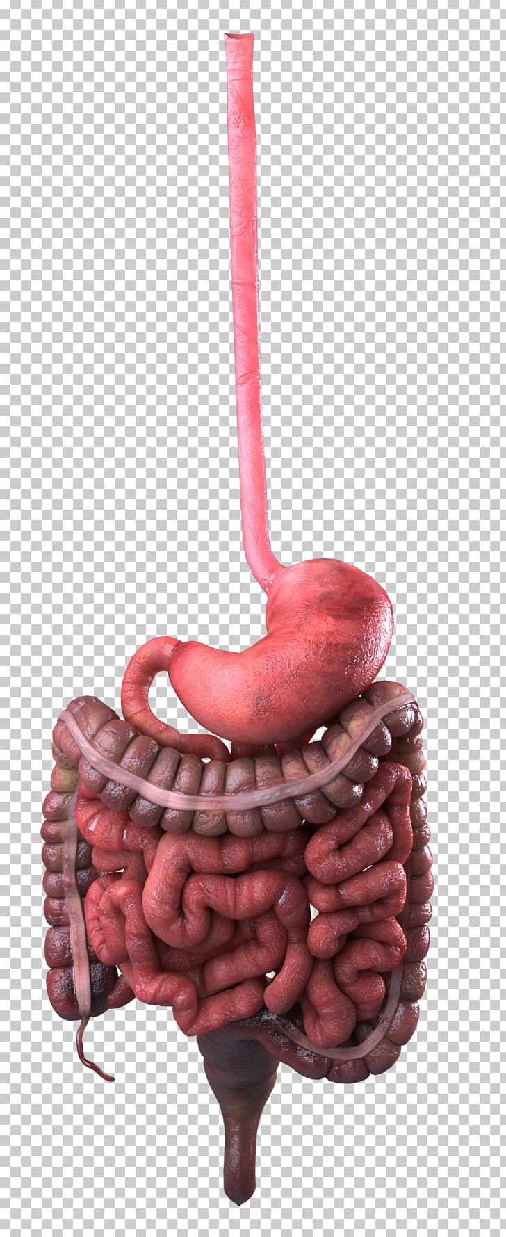 Stomach Pancreas Digestive Enzyme Small Intestine Gastrointestinal Tract PNG, Clipart, Blood, Blood Sugar, Blood Sugar Regulation, Digestion, Digestive Enzyme Free PNG Download