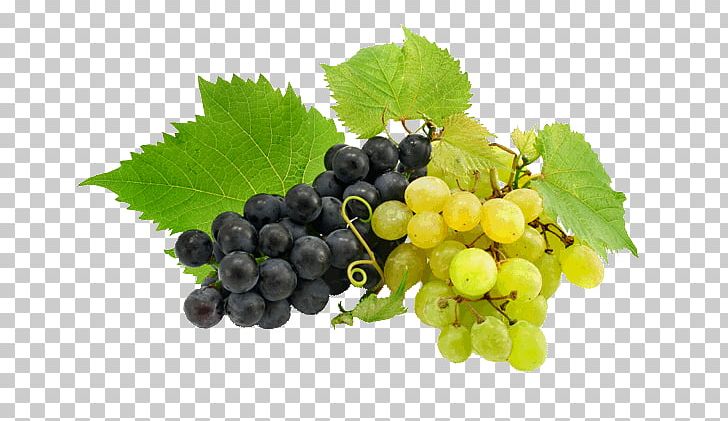 Common Grape Vine Wine Rosé Can Stock Photo PNG, Clipart, Blue, Can Stock Photo, Food, Food , Fruit Free PNG Download