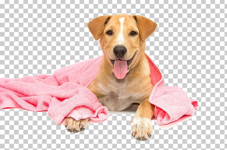 Dog Breed Puppy Dog Grooming Pet PNG, Clipart, Animal, Animals, Companion Dog, Dog, Dog Bakery Free PNG Download