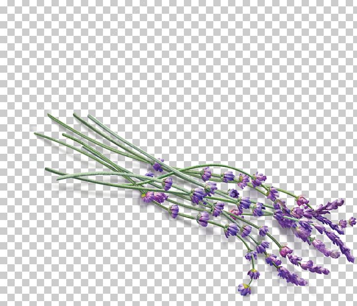 Lavender PNG, Clipart, Branch, Chart, Computer Icons, Encapsulated Postscript, Essential Oil Free PNG Download