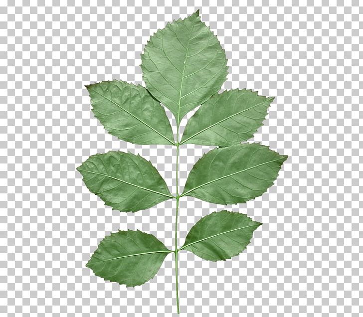 Leaf Texture Mapping Alpha Compositing PNG, Clipart, Aliasing, Alpha Compositing, Alpha To Coverage, Directdraw Surface, Leaf Free PNG Download