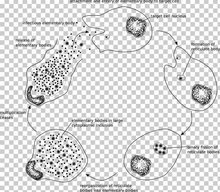 Chlamydia Trachomatis Chlamydiae Chlamydia Infection Intracellular Parasite Pathogenic Bacteria PNG, Clipart, Angle, Area, Auto Part, Bacteria, Bactericidal Mycoplasma Free PNG Download