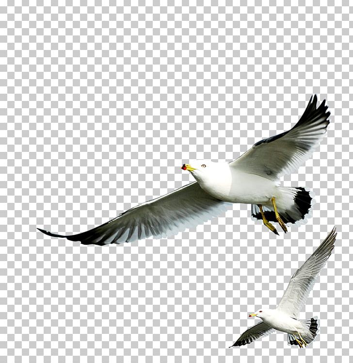 European Herring Gull Gulls PNG, Clipart, Beak, Bird, Charadriiformes, Common Gull, Download Free PNG Download