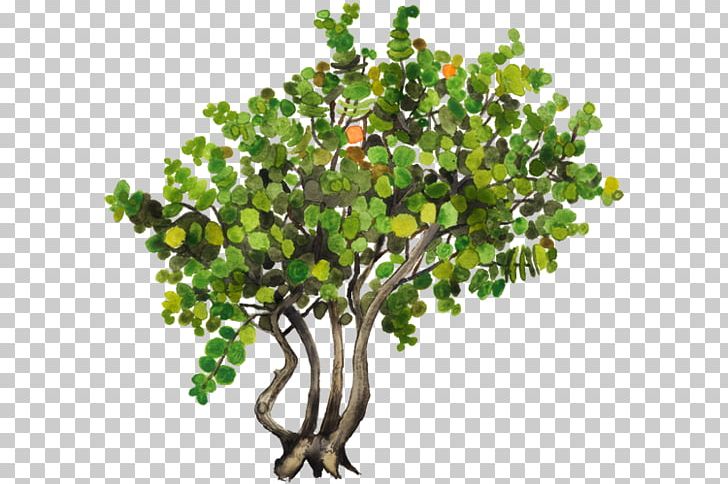 Seagrape Pigeon Plum Plant Tree Common Ivy PNG, Clipart, Auglis, Branch, Common Ivy, Erythroxylum Coca, Flores Mexicanas Free PNG Download