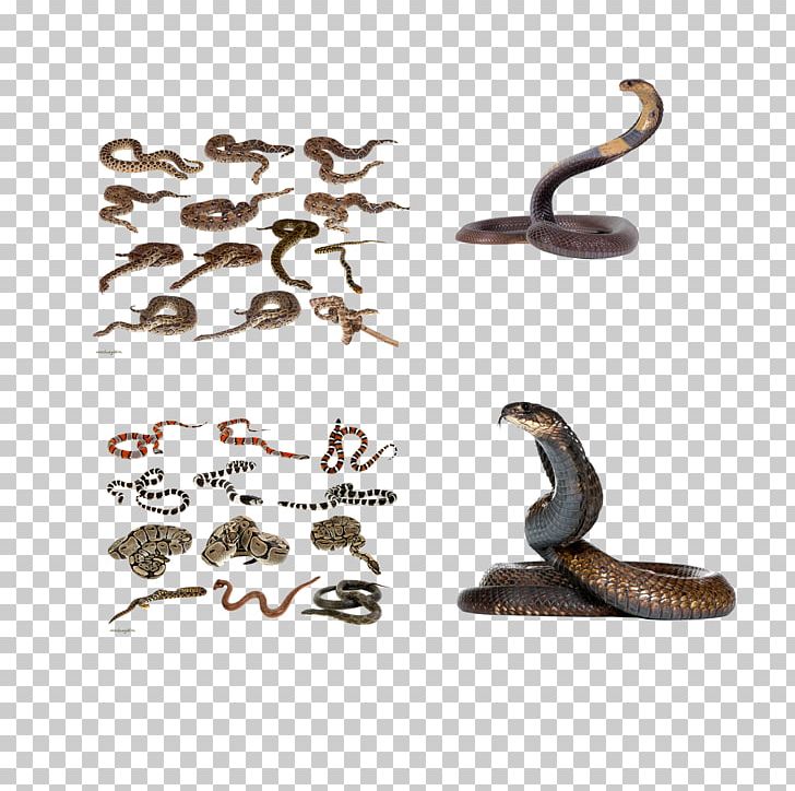 Snake Reptile Rodent Animal PNG, Clipart, Alphabet Collection, Animal, Animals, Bat, Bed Bug Free PNG Download