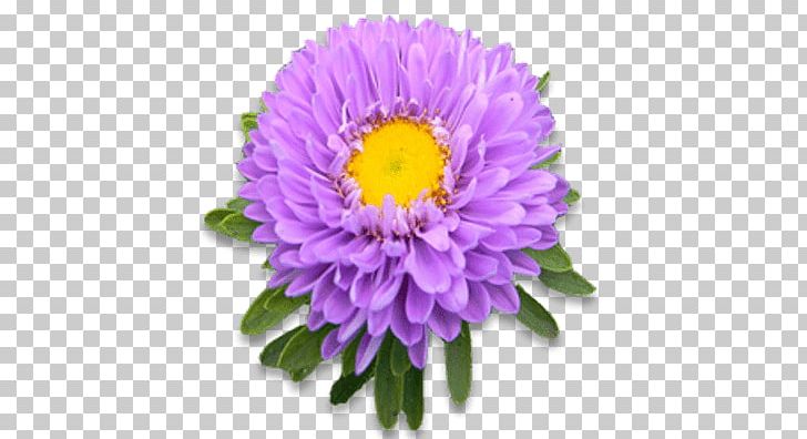 Cut Flowers Plant Aster Parrot Tulips PNG, Clipart, Annual Plant, Chrysanthemum, Chrysanths, Cut Flowers, Daisy Free PNG Download
