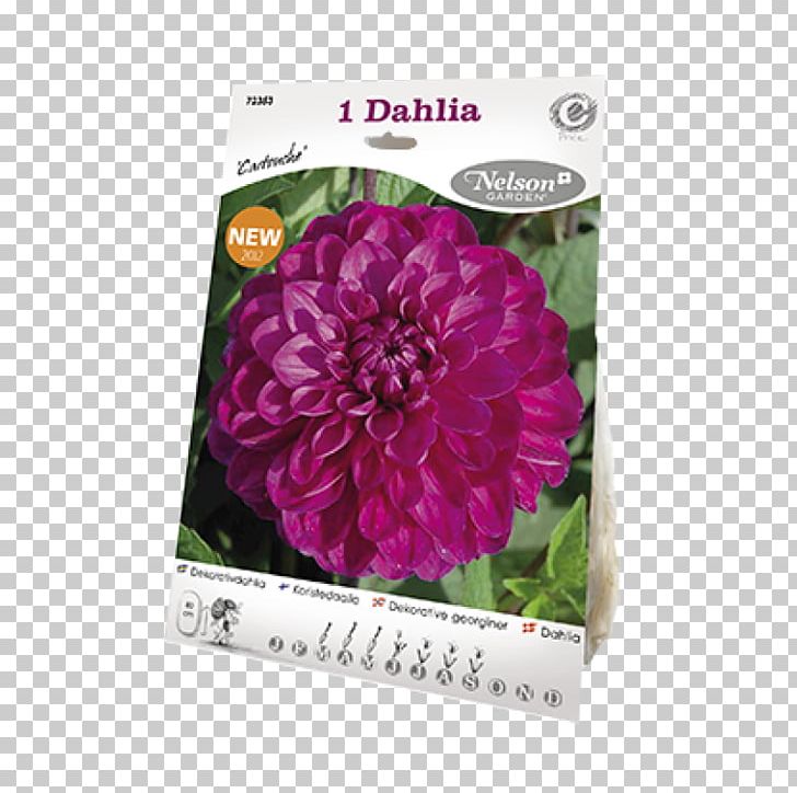 Dahlia Pink M PNG, Clipart, Dahlia, Dahlia Pinnata, Flower, Flowering Plant, Magenta Free PNG Download
